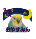 インコの空ちゃんだらけ（個別スタンプ：6）