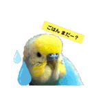 インコの空ちゃんだらけ（個別スタンプ：7）
