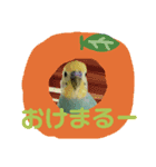 インコの空ちゃんだらけ（個別スタンプ：8）