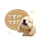 ていねいで可愛い犬_トイプードル（個別スタンプ：1）
