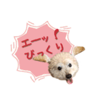 ていねいで可愛い犬_トイプードル（個別スタンプ：2）