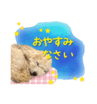 ていねいで可愛い犬_トイプードル（個別スタンプ：3）