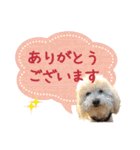 ていねいで可愛い犬_トイプードル（個別スタンプ：4）