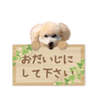 ていねいで可愛い犬_トイプードル（個別スタンプ：5）
