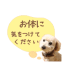 ていねいで可愛い犬_トイプードル（個別スタンプ：7）