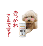 ていねいで可愛い犬_トイプードル（個別スタンプ：8）