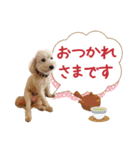 ていねいで可愛い犬_トイプードル（個別スタンプ：9）