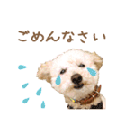 ていねいで可愛い犬_トイプードル（個別スタンプ：10）