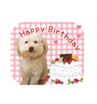 ていねいで可愛い犬_トイプードル（個別スタンプ：11）