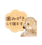 ていねいで可愛い犬_トイプードル（個別スタンプ：12）