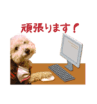 ていねいで可愛い犬_トイプードル（個別スタンプ：13）