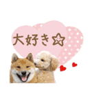 ていねいで可愛い犬_トイプードル（個別スタンプ：14）