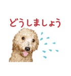 ていねいで可愛い犬_トイプードル（個別スタンプ：15）