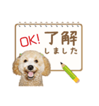 ていねいで可愛い犬_トイプードル（個別スタンプ：17）
