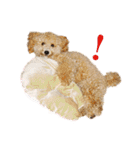 ていねいで可愛い犬_トイプードル（個別スタンプ：18）
