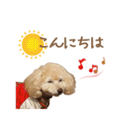 ていねいで可愛い犬_トイプードル（個別スタンプ：19）