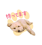 ていねいで可愛い犬_トイプードル（個別スタンプ：20）