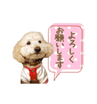 ていねいで可愛い犬_トイプードル（個別スタンプ：21）