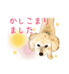 ていねいで可愛い犬_トイプードル（個別スタンプ：22）