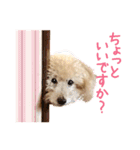 ていねいで可愛い犬_トイプードル（個別スタンプ：23）