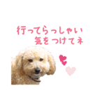 ていねいで可愛い犬_トイプードル（個別スタンプ：24）