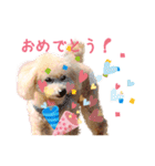 ていねいで可愛い犬_トイプードル（個別スタンプ：25）