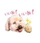 ていねいで可愛い犬_トイプードル（個別スタンプ：26）