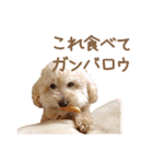 ていねいで可愛い犬_トイプードル（個別スタンプ：28）