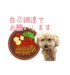 ていねいで可愛い犬_トイプードル（個別スタンプ：30）