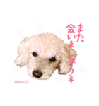 ていねいで可愛い犬_トイプードル（個別スタンプ：32）