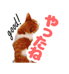 トムのにちじょう2（個別スタンプ：10）