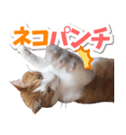 トムのにちじょう2（個別スタンプ：11）