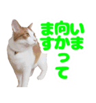 トムのにちじょう2（個別スタンプ：16）