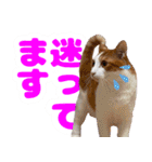 トムのにちじょう2（個別スタンプ：17）
