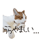 トムのにちじょう2（個別スタンプ：18）