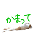 トムのにちじょう2（個別スタンプ：19）