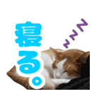 トムのにちじょう2（個別スタンプ：20）