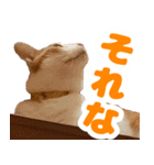 トムのにちじょう2（個別スタンプ：21）