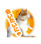 トムのにちじょう2（個別スタンプ：22）