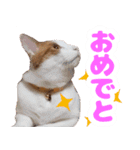 トムのにちじょう2（個別スタンプ：23）