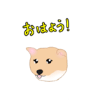 ほっこりリアル犬 柴犬（個別スタンプ：13）