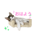 金太と夢の日常（個別スタンプ：1）