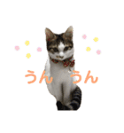 金太と夢の日常（個別スタンプ：4）