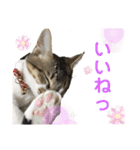 金太と夢の日常（個別スタンプ：6）