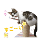 金太と夢の日常（個別スタンプ：11）