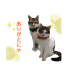 金太と夢の日常（個別スタンプ：13）
