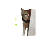 金太と夢の日常（個別スタンプ：15）