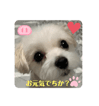 めりるでち❤️⑧（個別スタンプ：5）