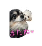 クゥーちゃんスタンプです（個別スタンプ：4）
