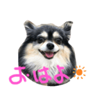 クゥーちゃんスタンプです（個別スタンプ：6）